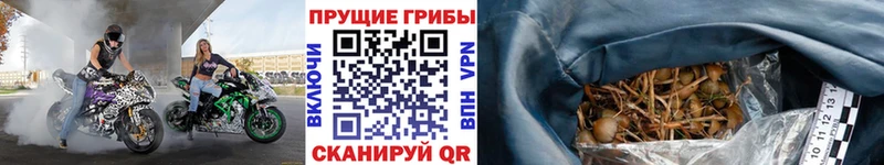где можно купить Кирсанов Псилоцибиновые грибы ЛСД